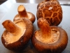 Shiitake champignons